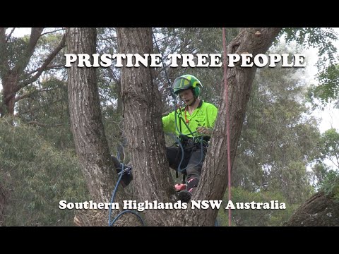Pristine Tree People in the Southern Highlands NSW