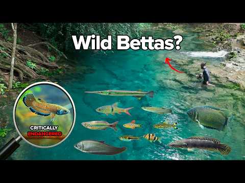 Deep Blue Springs & Critically Endangered Bettas | Exploring Southern Thailand EP1