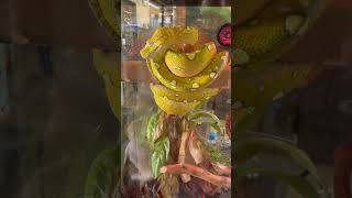 Beautiful hatchling Green Tree Python  #snake #python #terrarium