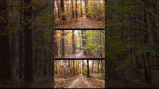 ULTIMATE Camera Comparison Test: GoPro Hero 10 vs iPhone 12 vs Sony A7IV