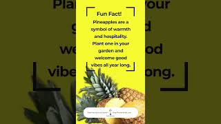 🍍 Pineapple Power is HERE! 🍍