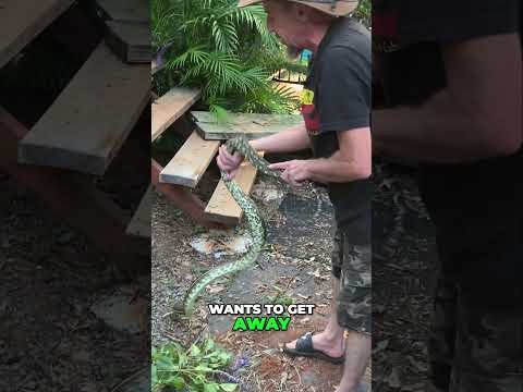 Aussie +Beer + Snake = Giant Snake Relocation! 😱