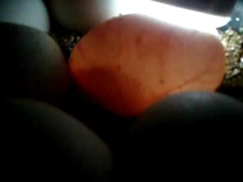 Ball pythons moving in eggs