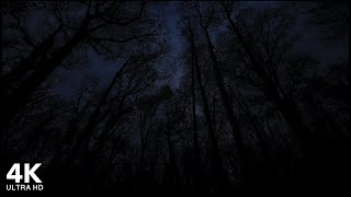 Forest at Night with Nature Sounds | 4K Ultra HD