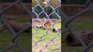 Who IS The King of the jungle???? #zoo #funday #trending