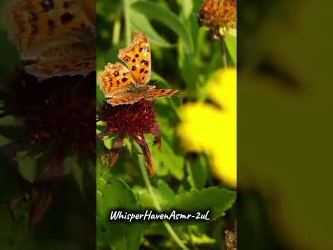 "Nature Birdsong Meditation Calm Your Soul and Ease Insomnia" #butterfly #birdsongs #relaxingsounds