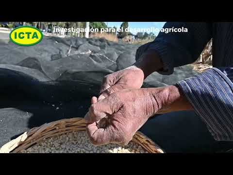 Desgrane manual maíz