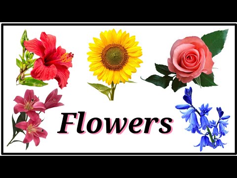 Names of Flowers | Flowers For Kids | Flowers Name in English | ‎@funnlearnpreschool6016