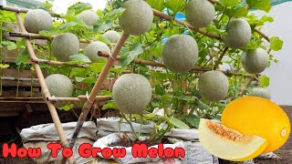 melon with fruit The most lethal technique for grafting trees | How to Growing tree