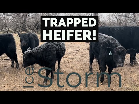 Ice Storm and a Stuck Heifer