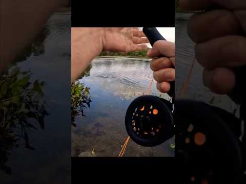 Brown trout on the fly rod! #fishing #shorts