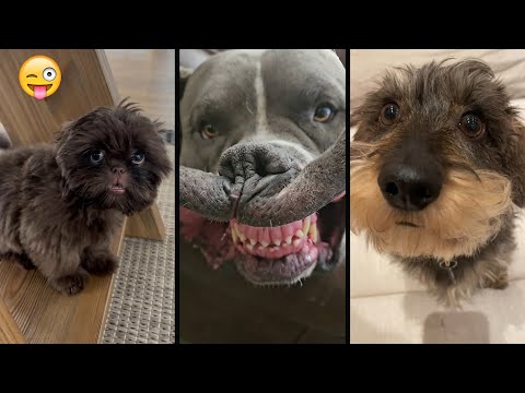 Funniest Animals 😄 New Funny Cats and Dogs Videos 😹🐶2025 part19