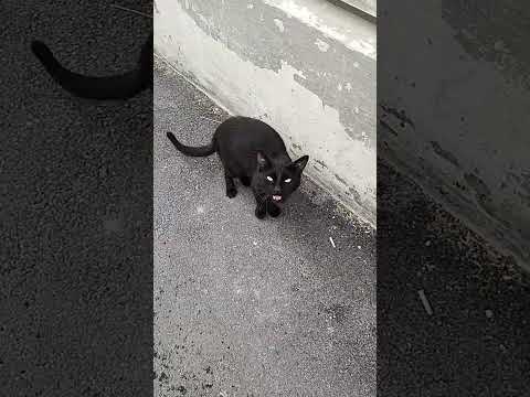 Black cat is not angry, he just wants attention! #catmeow #attention #needy   #blackcat