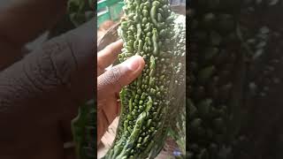 green country Bitter melon 🥴🥴🥴 #shorts