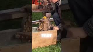 This Machine Shucks Corn Like Magic! 🌽 #TechInAction