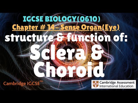 IGCSE Biology|Chapter 14.2 Sense organs-Eye(sclera & choroid)