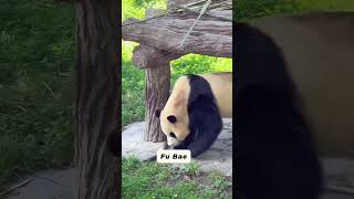 #PandaClub #Shorts #panda #CutePandas #FunnyPandas #PandaLovers