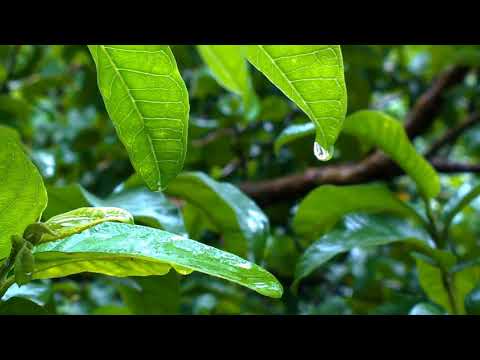 Beautiful Relaxing music for stress relief ~ Calming music ~ meditation ~ Sleep ~ Yoga.