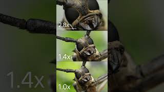 Introducing FE 100mm F2.8 Macro GM OSS | Sony | α Lens #shorts