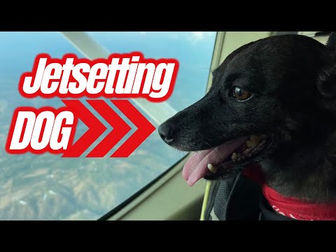 Traveling With Pets Internationally  ll  Bring Your Dog to Costa Rica