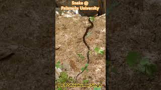 Snake at Palamuru University campus