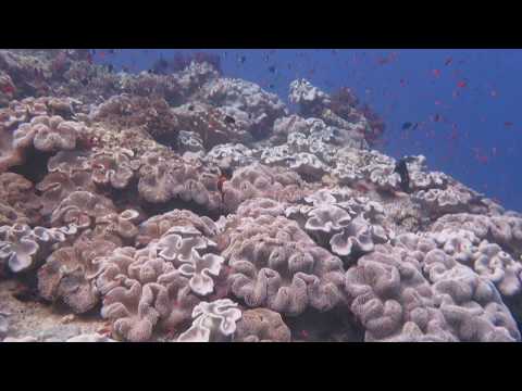 Schools of pinnacle top fish plus Trumpet fish on Fiji's Bligh Reef