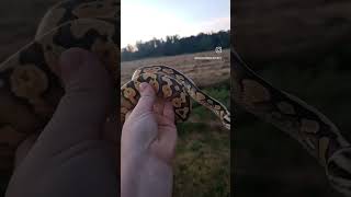 #reptilelife #ballpython #reptiles #animal #pet #snake #python #babyballpython #nature
