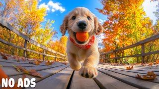 12 Hours Puppy Video for Dogs 🐶 Comforting Music & Puppies Playing 💖🌈Dogs music🎵 No Ads