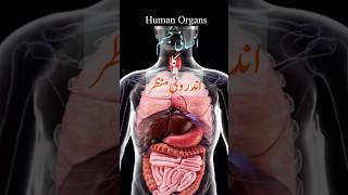 Human organs| Human body Inside| #humanbody #healtheducation #shorts #3danimation #medicalanimation
