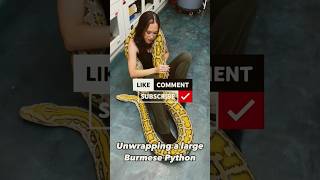 Python a deadly snake l wildlife video, #python #snake