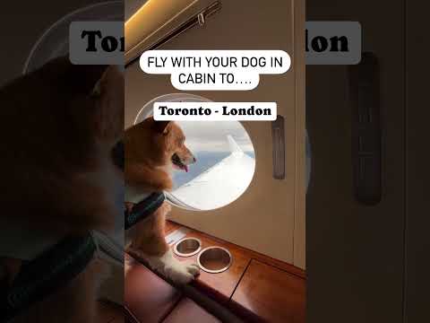 Fly with your dog in cabin #dog #airline #airport #pettravel #dogtravel #cattravel #fly #travel