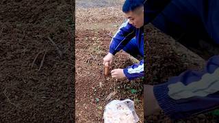 #short #agriculture #agritools#farming2024  #youtubeshorts #EliteShortsUnleashed #1581