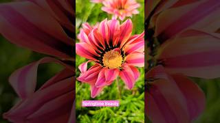 Spring Flowers 💐 😍 💛 💓 ✨️ 💕 💐  #spring #flowers #kidseducation #kidfriendly