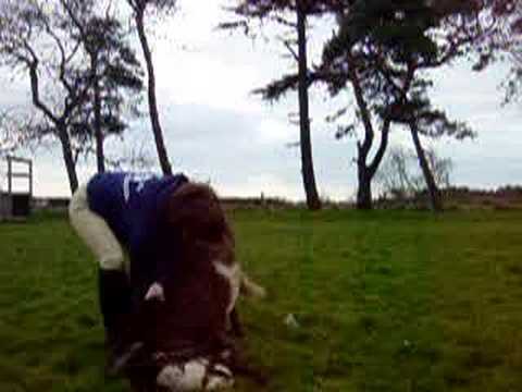 Getting da miniature pony 2 lay down