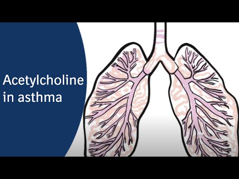 What does acetylcholine do in asthma?