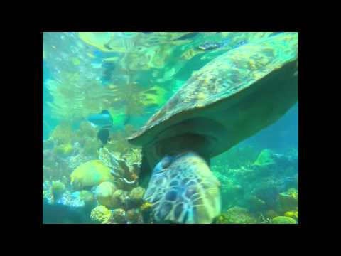 New England Aquarium