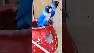 #lovebirds #lovebirdmania