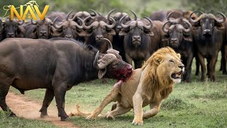 Bloody Savannah: The Eternal War of the Predators | Wild Animals