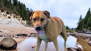 Bolt Exploring the Upper River