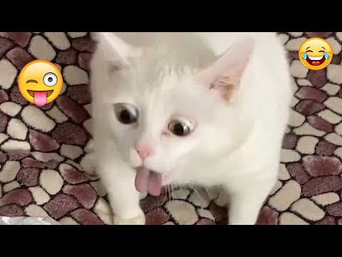 Funniest Animals 😄 New Funny Cats and Dogs Videos 😹🐶2025 part5