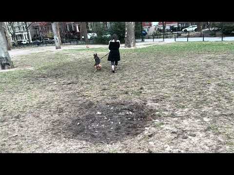 Wilma and the German Shepherd