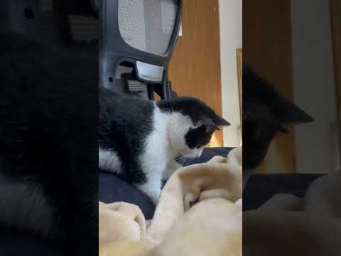 Better watch out for this hunter #cat
