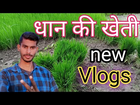 धान की खेती || indian farming || new vlogs || my first vlogs video || my first blogs channel