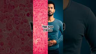 Did you know you have 2 brains ? #stem #science #learning #medicine #fyp #sciencelearning