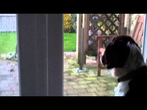 Henry spots a mouse!!