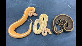 Making Genetic Stripe Ball Pythons cool again!