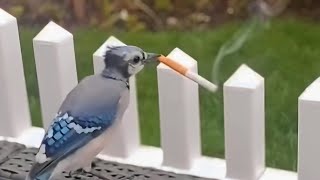 UNUSUAL MEMES COMPILATION V319