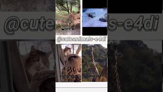 cute animals funny video trending shorts 😍PT-154 #cuteanimalsfunnyvideos​ #funnycomedyshorts #funnl