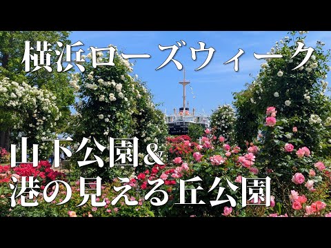 【横浜散歩】見頃の薔薇🌹山下公園｜港の見える丘公園｜横浜ローズウィークを巡る⛲️