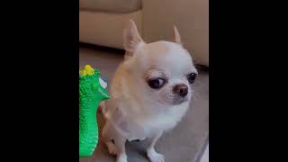 Chihuahua #funny #cute #heh #heheheha #pets #viralvideo #youtubeshorts #likeandsubscribe #dogshorts
